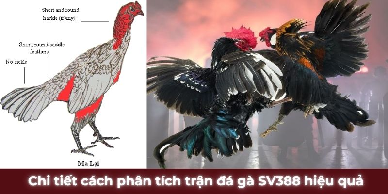 Chi tiết cách phân tích trận đá gà SV388 hiệu quả
