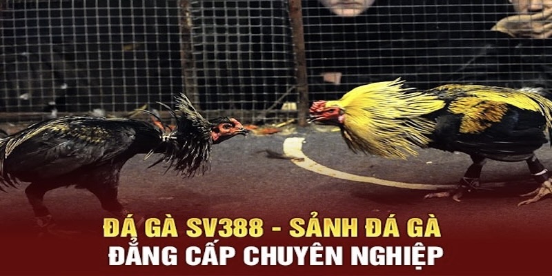 So sánh SV388 và S128.