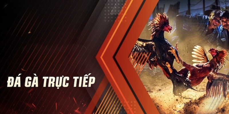 Sự khác biệt của SV388 đá gà trực tiếp.